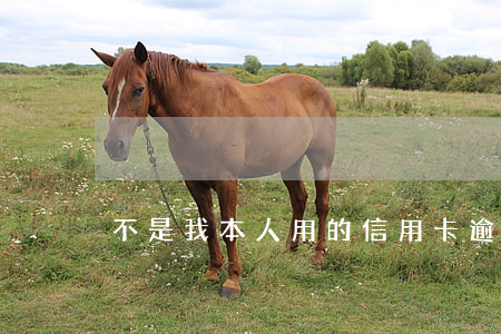 不是我本人用的信用卡逾期