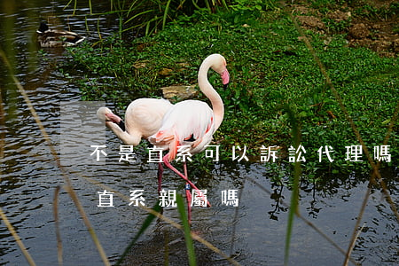 不是直系可以訴訟代理嗎(委托代理訴訟必須直系親屬嗎)