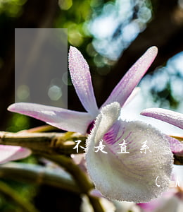 不是直系親屬可以請律師嗎(直系親屬可以作為辯護(hù)律師嗎)