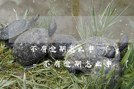 不有逾期怎么申請(qǐng)信用卡秒拒-不有逾期怎么申請(qǐng)信用卡秒拒還款
