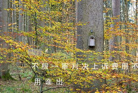 不服一审判决上诉费用(不服一审判决上诉费用谁出)