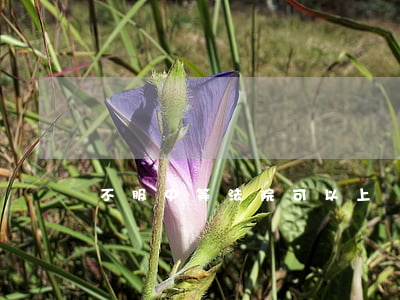 不服中等法院可以上訴嗎