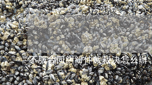 不服合同糾紛仲裁裁決怎么辦
