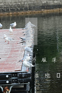 不服深圳法院判決可以上訴嗎(高級(jí)法院終審判決還能上訴嗎)