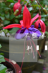 不服深圳法院判決可以上訴嗎(高級法院終審判決還能上訴嗎)