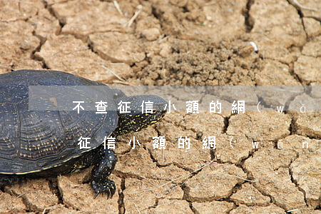 不查征信小額的網(wǎng)貸口子(不查征信小額的網(wǎng)貸口子)