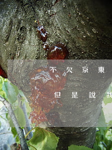 不欠京東的款怎么有小白條(沒用過京東白條,但是說我欠了白條錢)