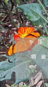 不注意支付寶借唄逾期了一天（支付寶螞蟻借唄逾期半個(gè)月）