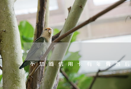 不知道信用卡有年費然后逾期