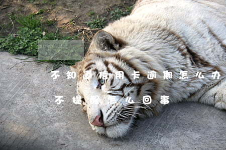 不知道信用卡逾期怎么办（信用卡逾期后银行不提醒怎么回事）