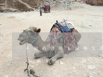 不知道信用卡逾期欠款了怎么辦(不知道信用卡逾期影響貸款)