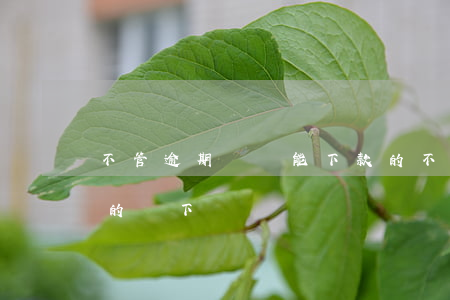 不管逾期負債能下款的(不管逾期負債能下款的線下)