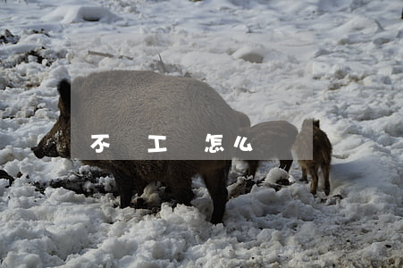 不給工資怎么辦