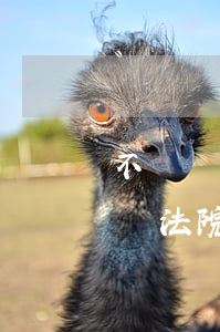 不給撫養(yǎng)費(fèi)可以通過法院追討嗎(如果對(duì)方不給撫養(yǎng)費(fèi)法院會(huì)怎么執(zhí)行)