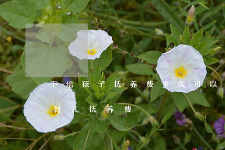 不给孩子抚养费多久可以起诉(怎么起诉不给娃儿抚养费?)