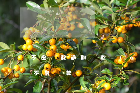 不良貸款逾期貸款區(qū)別(逾期多久算不良貸款)