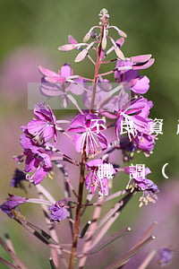 不良資產(chǎn)包處置收購的律師盡職調(diào)查
