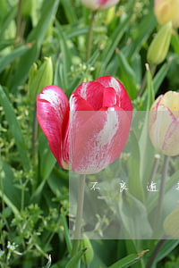 不良逾期貸款催交方案(逾期貸款催收措施)