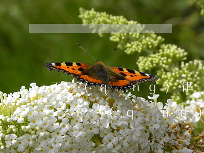 不請(qǐng)律師如何應(yīng)訴(不請(qǐng)律師如何應(yīng)訴)