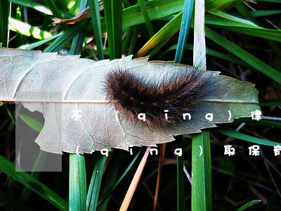 不請(qǐng)律師怎么做取保(律師申請(qǐng)取保有優(yōu)勢(shì)嗎)