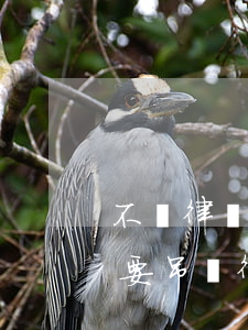 不請律師有可能會判緩刑嗎(律師被判緩刑需要吊銷律師執(zhí)照嗎)