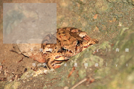 不贍養(yǎng)有繼承權(quán)嗎(子女未盡贍養(yǎng)義務有繼承權(quán)嗎?)