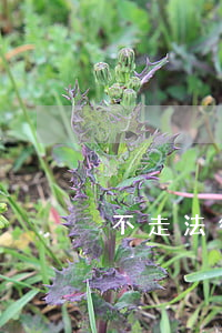 不走法律該怎么做(怎么走法律途徑)