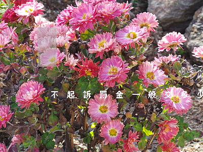 不起訴罰金一般交多少