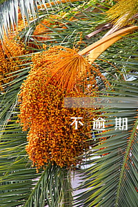 不逾期承諾書（逾期不還承諾不起訴）