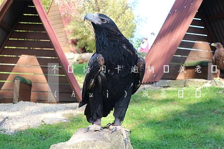 不還信用卡逾期變成老賴嗎(欠信用卡不還會(huì)成老賴嗎)