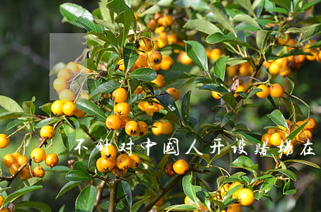 不针对中国人开设赌场(在中国开赌场犯法吗)