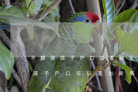 不離婚孩子戶口能遷到女方嗎(沒離婚,女方和孩子戶口可以遷出來嗎)
