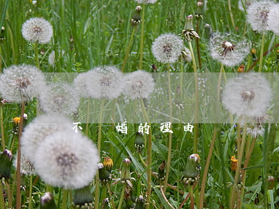 不離婚的理由