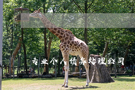 专业个人债务处理公司
