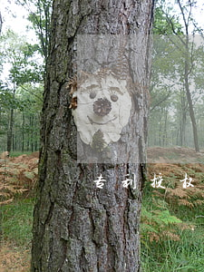 专利授权是什么意思