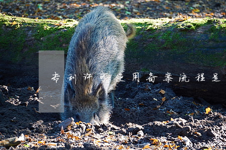 专利许可使用备案流程是什么