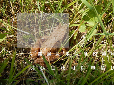 专票逾期未认证税务局会罚款吗-专票逾期未认证还可以申请认证吗