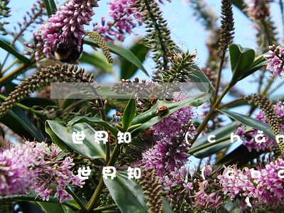 世界知識產(chǎn)權(quán)日(世界知識產(chǎn)權(quán)日開始于哪一年)