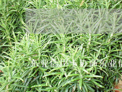 东亚信用卡协商(东亚信用卡协商还款电话)