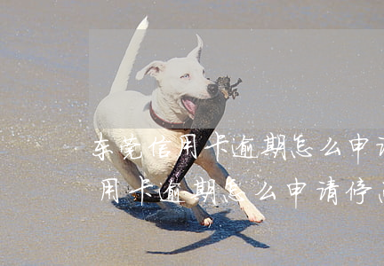 东莞信用卡逾期怎么申请停息挂账-东莞信用卡逾期怎么申请停息挂账的