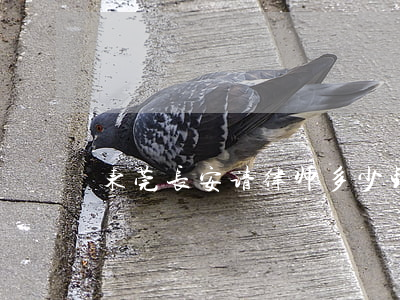 东莞长安请律师多少钱(东莞长安律师网)