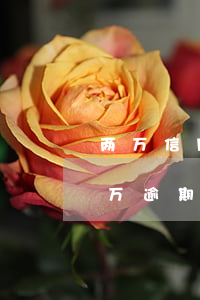 两万信用卡逾期两年能查封房子吗(信用卡2万逾期一年多了)