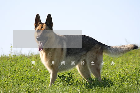 两个月闹离婚怎么办