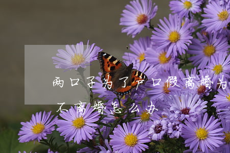 两口子为了户口假离婚(为了户口假结婚对方不离婚怎么办)