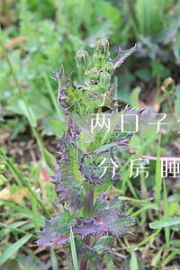 两口子分房睡三年可以离婚吗(结婚两年夫妻分房睡正常吗)