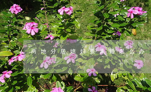 两地分居媳妇要离婚怎么办