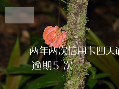 两年两次信用卡四天逾期房贷(两年内信用卡逾期5次)