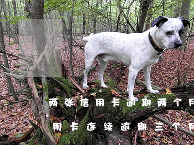 两张信用卡逾期两个月影响房贷吗(两年前信用卡连续逾期三个月能不能房贷)