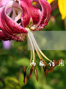 两张信用卡逾期还款记录怎么办