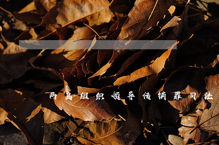 两高组织领导传销罪司法解释内容有哪些